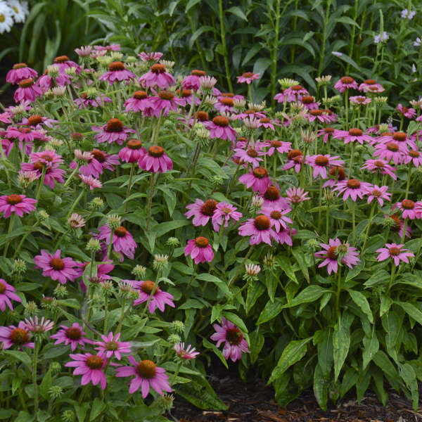 PowWow® Wild Berry Coneflower - Image 5