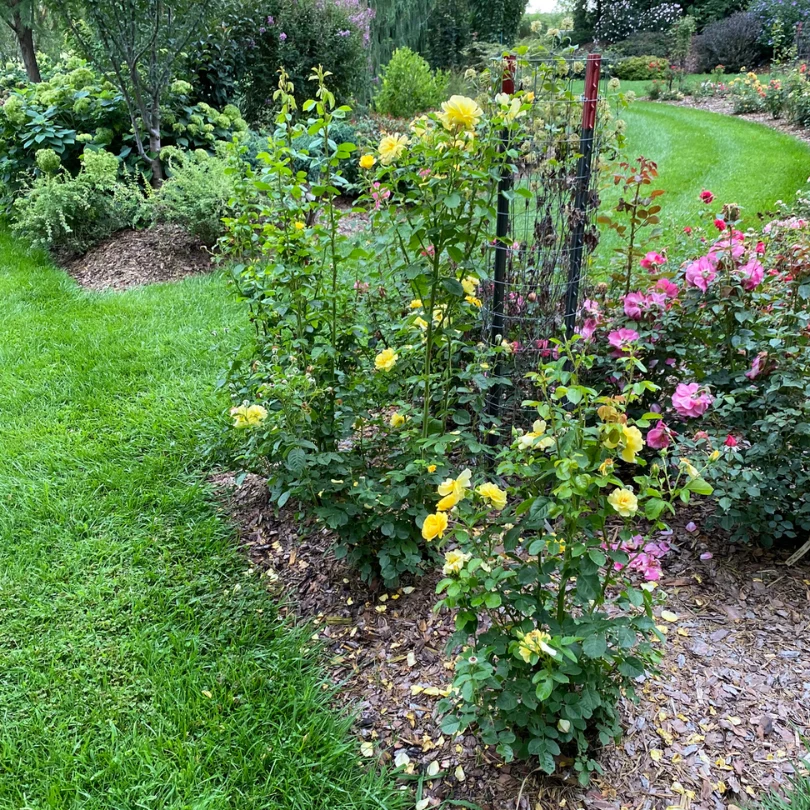 Reminiscent® Yellow Rose - Image 3