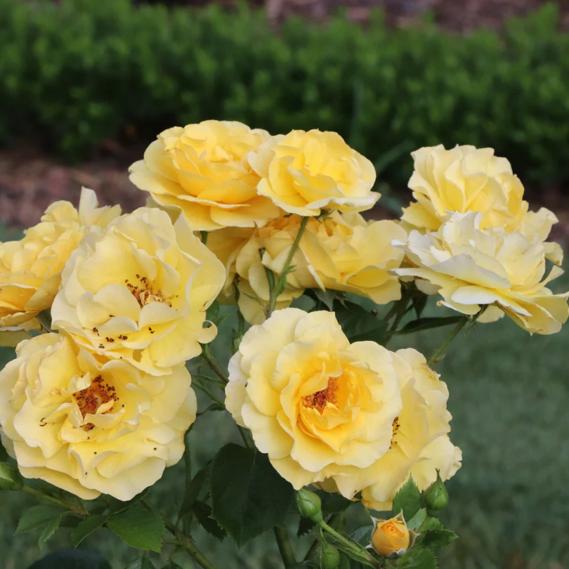 Reminiscent® Yellow Rose - Image 4