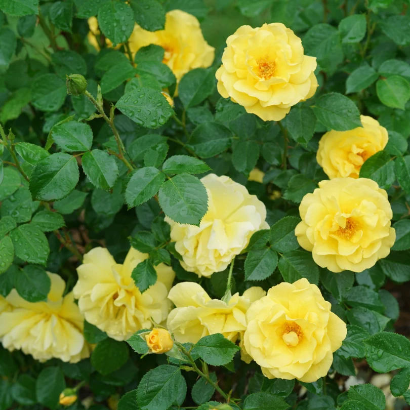 Reminiscent® Yellow Rose - Image 5