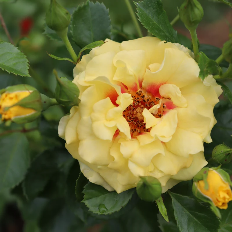 Rise Up™ Ringo® Climbing Rose - Image 3