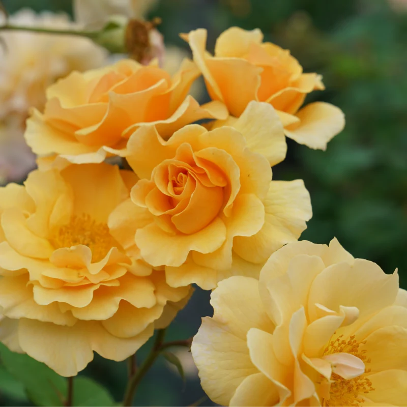 Rise Up Amberness™ Climbing Rose - Image 3