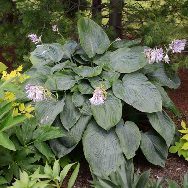 Shadowland® 'Empress Wu' Hosta - Image 2