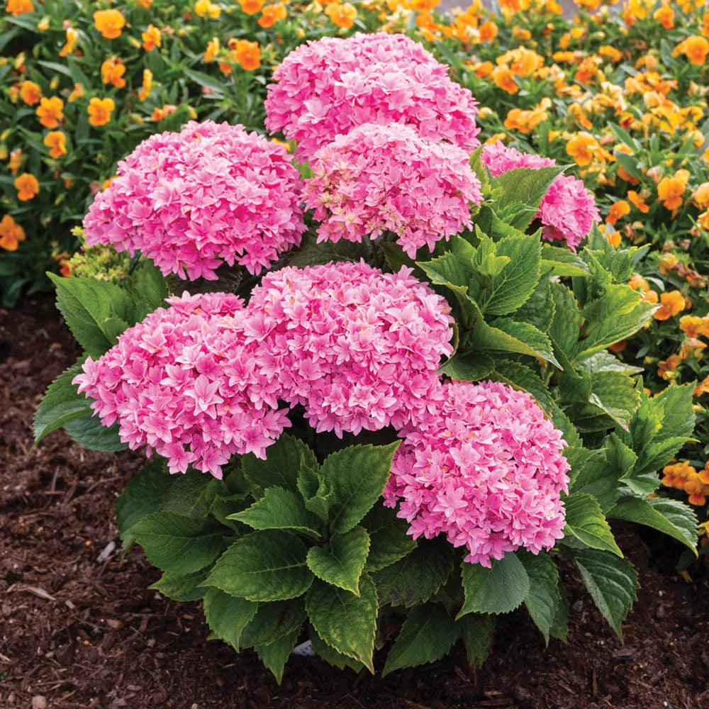 Starfield™ Bigleaf Hydrangea - Image 2