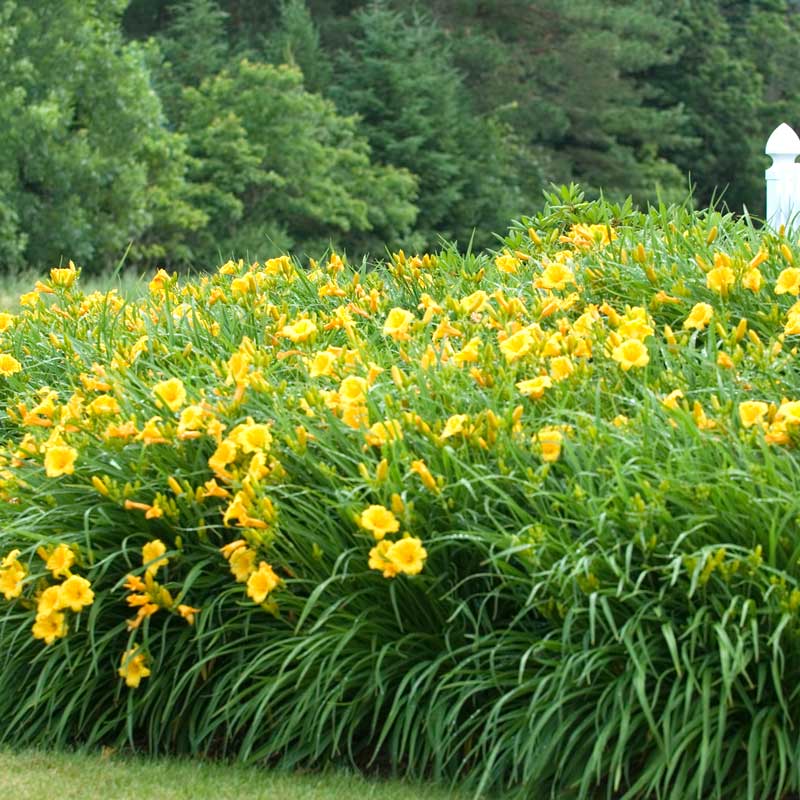 'Stella d'Oro' Daylily - Image 2