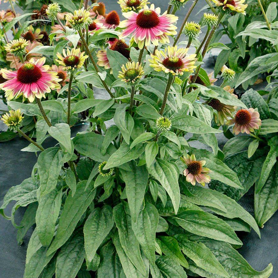 'Sweet Sandia' Coneflower - Image 4
