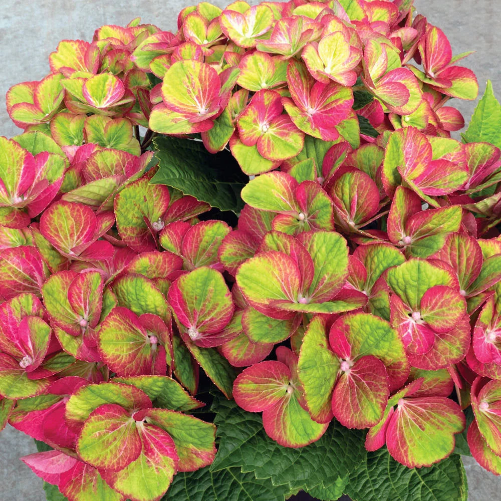 Tilt-A-Swirl® Bigleaf Hydrangea - Image 2
