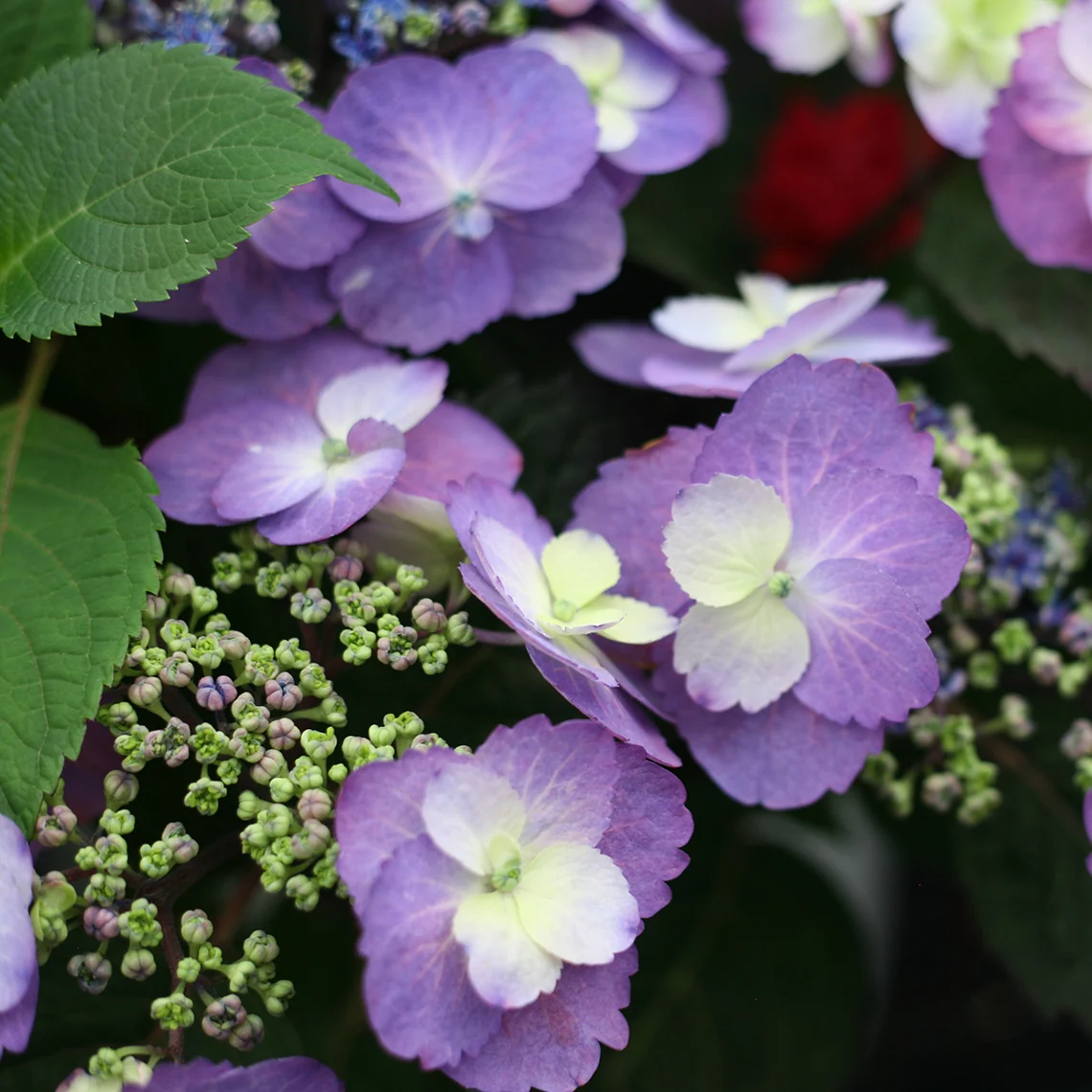 Tuff Stuff™ Mountain Hydrangea - DISCONTINUED - Image 5