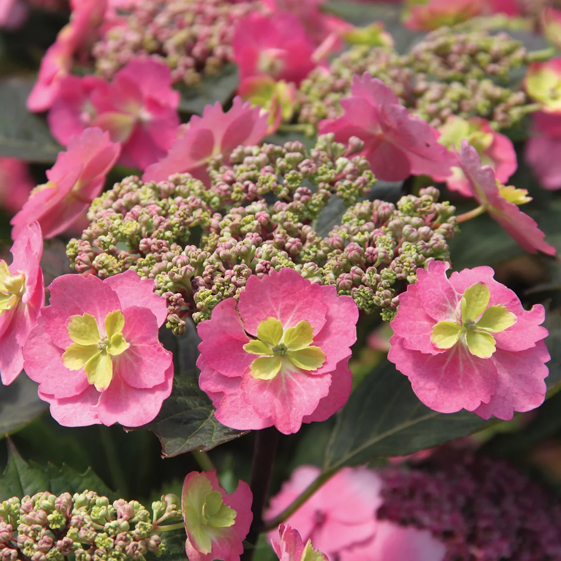 Tuff Stuff™ Mountain Hydrangea - DISCONTINUED - Image 6
