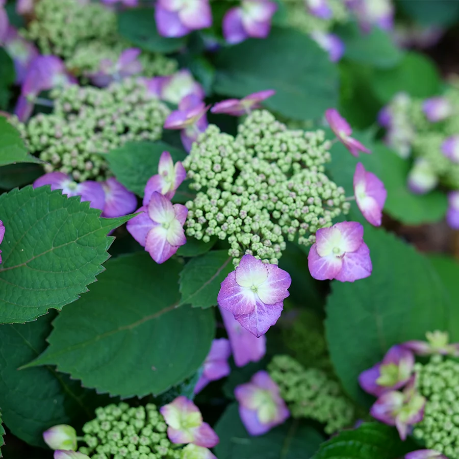 Tuff Stuff Top Fun® Mountain Hydrangea - Image 3