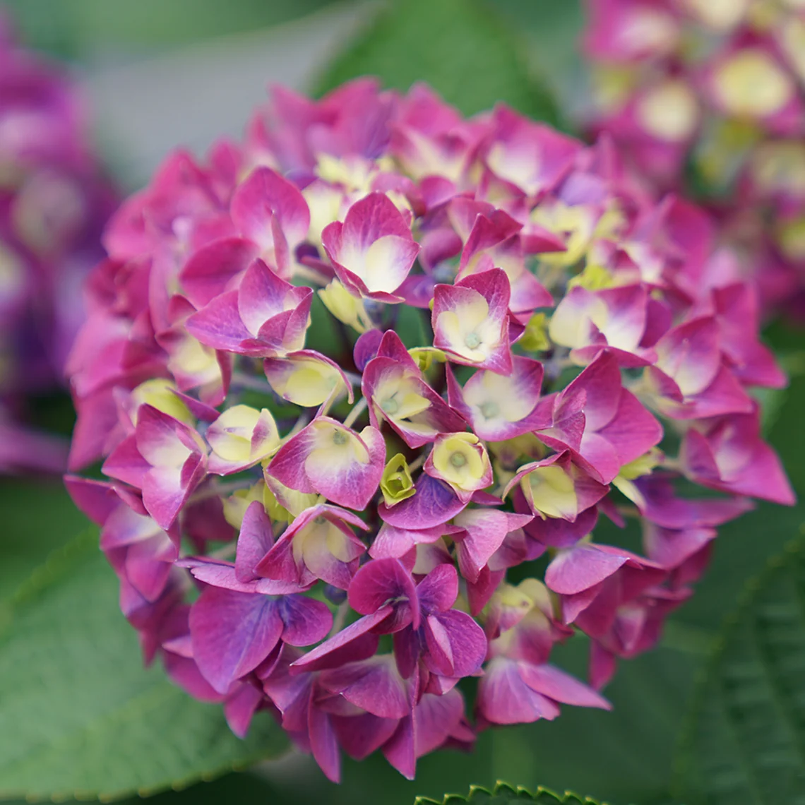 Wee Bit Giddy® Bigleaf Hydrangea - Image 3