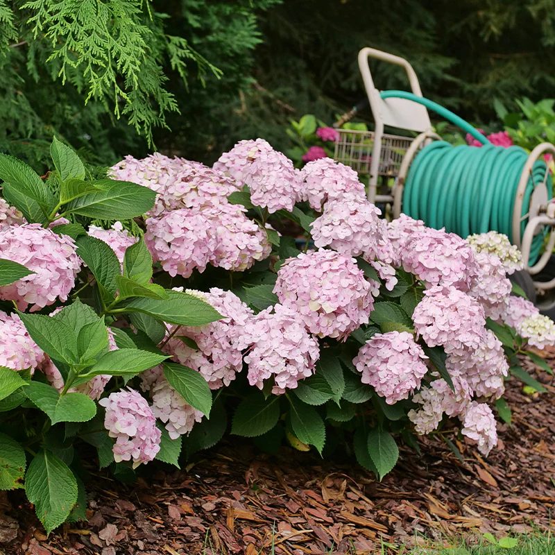 Wee Bit Innocent™ Bigleaf Hydrangea