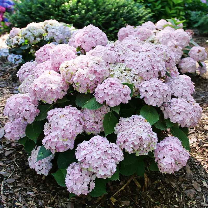 Wee Bit Innocent™ Bigleaf Hydrangea - Image 4