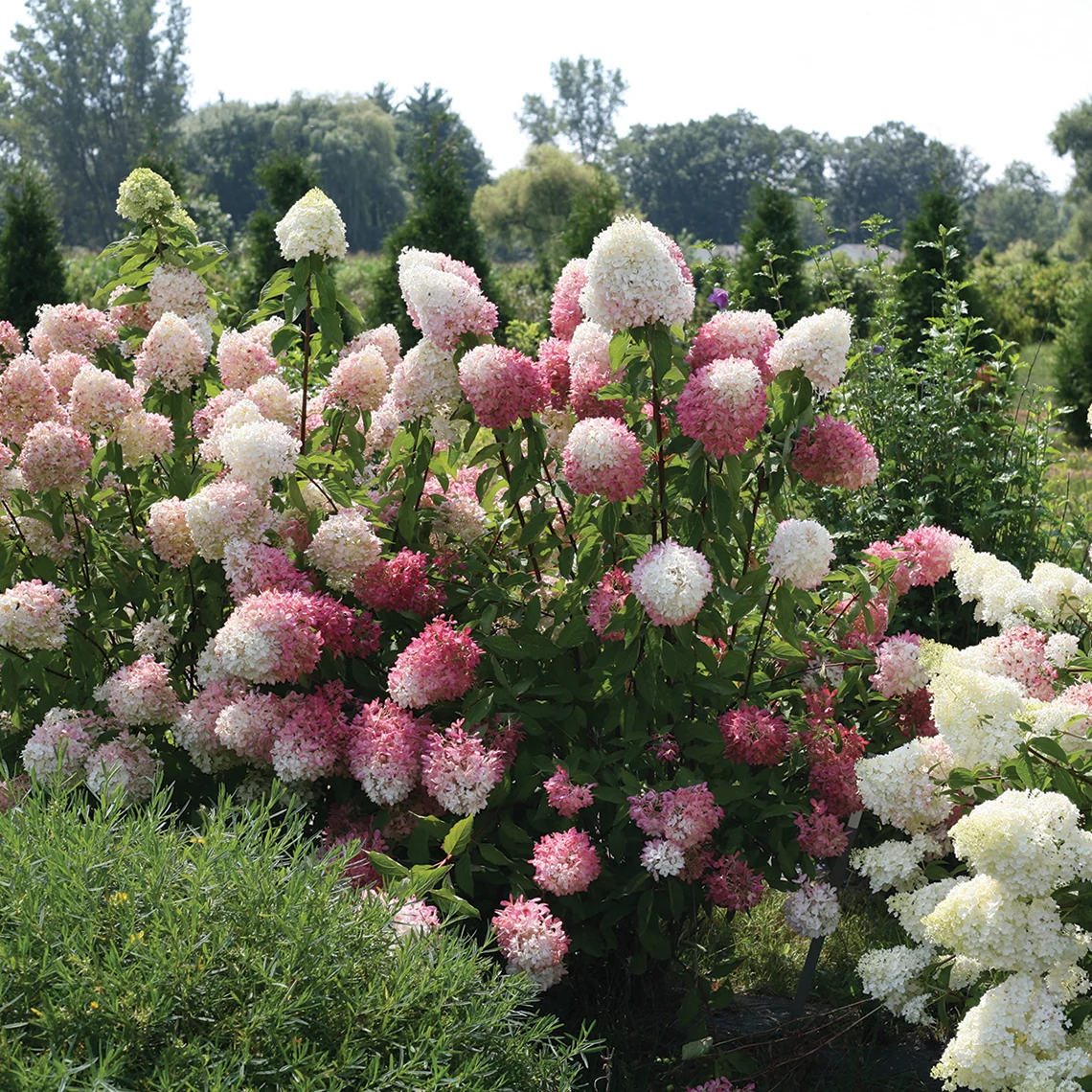 Zinfin Doll® Panicle Hydrangea - DISCONTINUED - Image 3
